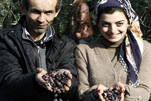 Dünya Zeytin Günü ne Prim Desteği Damgasını Vurdu