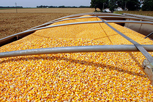 Mısır Üretiminde Damlama Su Farkı