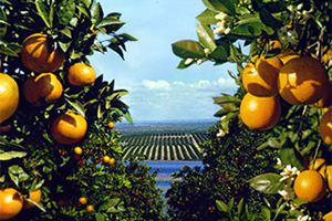 Narenciyede Teşvik Primi Beklentisi