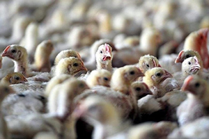 Almanya nın Ardından Fransa da Alarm