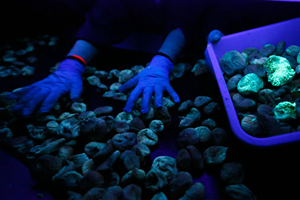 Kuru İncire Mor Işıklı Kontrol