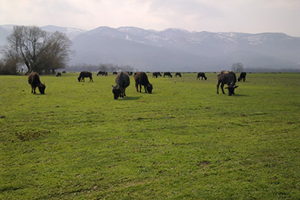 Manda Yetiştiricilerine Destek