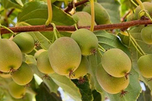 Doğu Karadeniz de Kivi Hasat Tarihi Belirlendi