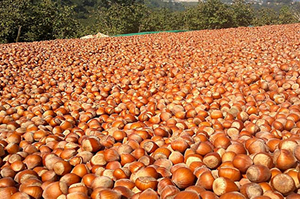 Fındık İhracatı Azaldı