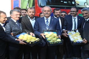 Bursa dan Hollanda ya Armut ve Ayva İhracatı Başladı