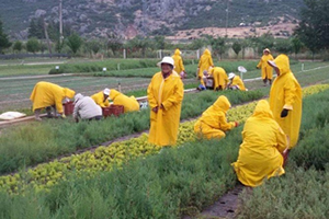 5 Buçuk Milyon Fidan Toprakla Buluşacak
