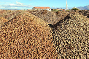 Pancar Üreticisi Fabrikasına Sahip Çıktı