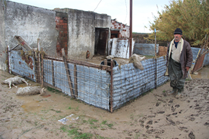 Ayvalık taki Selde 800 Hayvan Telef Oldu