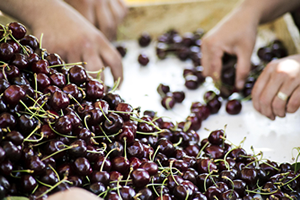 Taze Kiraz ve Üzüm Sektörü İşletme Giderlerini Düşürüyor