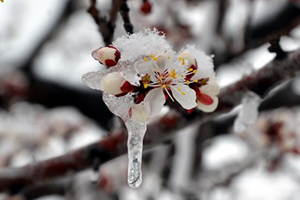 5 İlde Hafif Zirai Don Riski