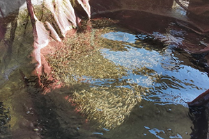 Balıklandırma Çalışmaları Başlatıldı