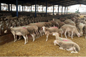 Çanakkaleli Süt Üreticileri İspanya da