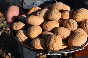 Ceviz Üreticileri Avrupa Yolunda