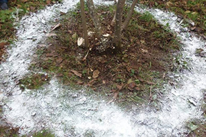 Fındık Bahçelerinde Kireçleme Dönemi