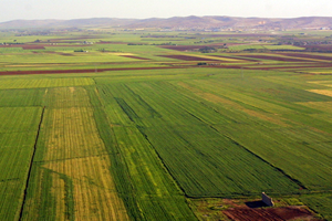 GAP Meyvelerini Vermeye Başladı