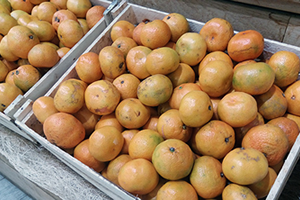 Türk Narenciyesi Rusya daki Raflarda Yerini aldı