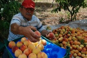 Türk Çiftçisinin Afgan Üreticiden Neyi Eksik