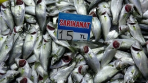 Kilosu 15 Liraya Düştü