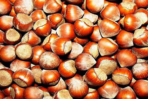 Fındıkta Üretici Yeni Haftaya Umutla Bakıyor