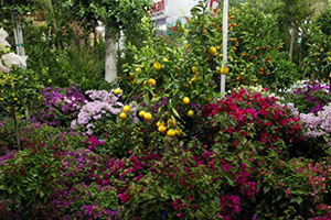 Sadece 46 Bin Dekar Alanda 3 Milyar TL Üretim Oldu