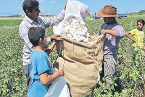 Hatay Ekonomisine Tarım Yön Veriyor
