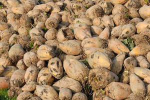 Başbakan dan Pancar Çiftçisine Müjde