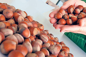 Türkiye Fındık İhracatında Birinci Sırada