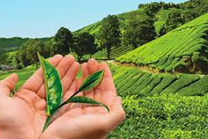 Yaş Çay Üreticilerine Fark Ödemesi Desteği