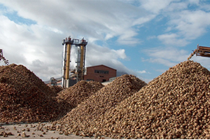 Şeker Pancarına Rekor Taban Fiyat