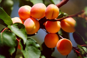 Ukraynalılar Kayısıyı Çok Sevdi