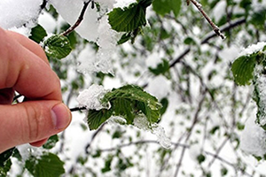 Marmara İçin Zirai Don Uyarısı