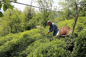 Türk Çayı 85 Ülkeye Satıldı