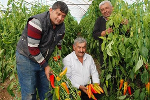 Biberlerin Yüzde 70 i Söküldü