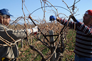 Çekirdeksiz Üzümde Budama Çalışmaları Başladı