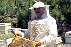 Çam Balı Üreticilerinin Yüzü Gülüyor