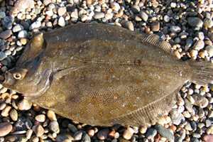 Dil ve Pisi Balığının avı ve Satışı Artık Yasak