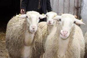 Kıvırcık Koyun Irkının Halk Elinde Islahı Projesi ne Destek Ödemesi