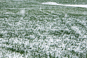 Zirai Don ve Buzlanma Tehlikesi