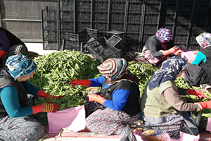 Silifke den Irak a Bakla İhracı