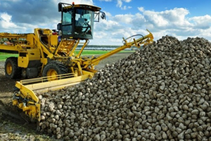 Türkşeker 300 Bin Ton Şeker Satacak