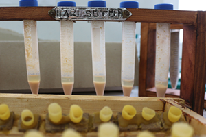 Bu Sütün Kilosu 20 Bin Lira