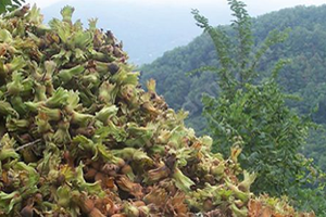 Giresun da Fındık Üretiminde İyi Tarım Uygulamaları