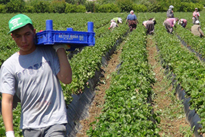 Tarım İşsizliği Düşürdü