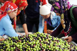 Bakanlığa Göre Üretici Değil Sanayici Mağdur