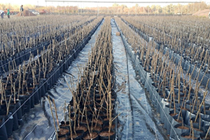 Yılda 20 Milyon Meyve Fidanı Üretilen Ödemiş te Fidan Sevkiyatı Hazırlığı