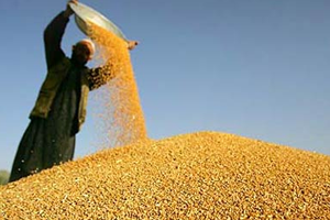 Buğday Üretimi Dünyada Arttı Türkiye de Azaldı