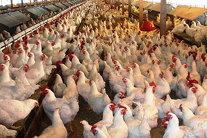 Kuş Gribi Türkiye ye Yaradı