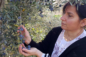 Zeytin Üreticisini Yağmur Korkusu sardı