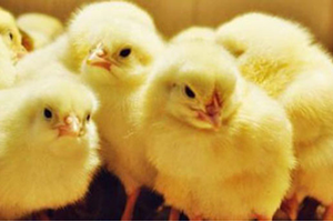 Ağırlıkları 42 Günde 62 Katına Ulaşıyor