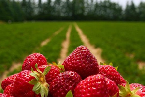 Çileğin Kalitelisi Bu İşaret İle Belirlenecek